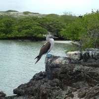 Galápagos Islands