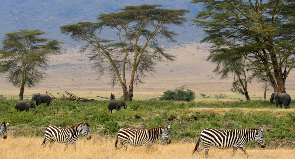 "Zebras, Serengeti savana plains, Tanzania" by Gary - Wikipedia